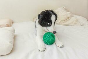 retrato engraçado de cachorrinho fofo border collie deitado no cobertor de travesseiro na cama e brincando com bola de brinquedo verde foto