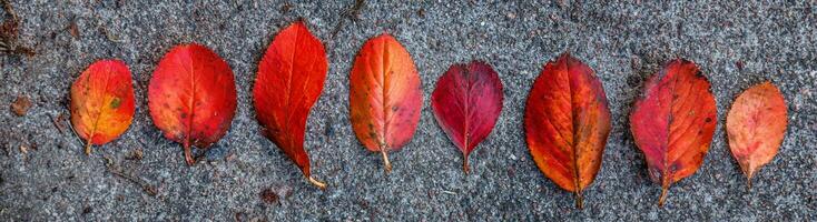 fechar-se natural outono outono Visão do vermelho laranja folha deitado baixa em calçada terra fundo dentro jardim ou parque. inspirado natureza Outubro ou setembro papel de parede. mudança do temporadas conceito. bandeira. foto