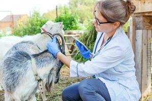 jovem veterinária com computador tablet examinando cabra no fundo do rancho. médico veterinário verifique cabra na fazenda ecológica natural. cuidados com animais e conceito de pecuária ecológica. foto