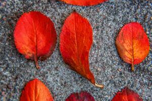 fechar-se natural outono outono Visão do vermelho laranja folha deitado baixa em calçada terra fundo dentro jardim ou parque. inspirado natureza Outubro ou setembro papel de parede. mudança do temporadas conceito. foto