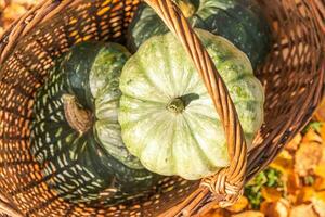 fundo outonal. abóboras de outono na cesta em folhas secas de outono, jardim ao ar livre. outubro setembro papel de parede mudança de estações maduro comida orgânica conceito festa de halloween dia de ação de graças. foto