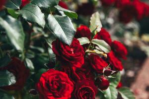lindas flores de rosas vermelhas no verão. fundo de natureza com rosas escarlates floridas. jardim de florescência de primavera floral natural inspirador ou pano de fundo do parque. beleza flor vintage arte retrô design. foto