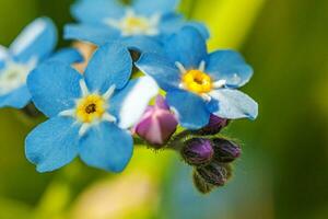 lindo selvagem Não me esqueça myosotis flor Flor flores dentro Primavera tempo. fechar acima macro azul flores, seletivo foco. inspirado natural floral florescendo verão jardim ou parque. foto