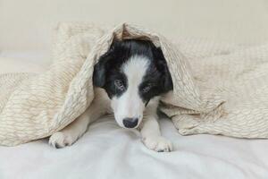 retrato engraçado de bonitinho sorridente cachorrinho border collie na cama em casa foto