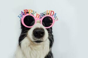 feliz aniversário festa conceito. engraçado fofa cachorro cachorro fronteira collie vestindo aniversário boba Óculos e sorridente isolado em branco fundo. animal cachorro em aniversário dia. foto