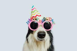 feliz aniversário festa conceito. engraçado fofa cachorro cachorro fronteira collie vestindo aniversário boba chapéu e Óculos isolado em branco fundo. animal cachorro em aniversário dia. preparação para Festa. foto