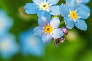 lindo selvagem Não me esqueça myosotis flor Flor flores dentro Primavera tempo. fechar acima macro azul flores, seletivo foco. inspirado natural floral florescendo verão jardim ou parque. foto