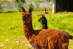 fofa alpaca com engraçado face relaxante em rancho dentro verão dia. doméstico alpacas pastar em pasto dentro natural eco fazenda, campo fundo. animal Cuidado e ecológico agricultura conceito foto