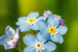 lindo selvagem Não me esqueça myosotis flor Flor flores dentro Primavera tempo. fechar acima macro azul flores, seletivo foco. inspirado natural floral florescendo verão jardim ou parque. foto