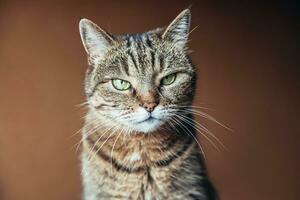 engraçado retrato arrogante gato malhado doméstico de cabelos curtos relaxante em casa. gatinho adorável membro da família jogando indoor. saúde de cuidados com animais de estimação e conceito animal. foto