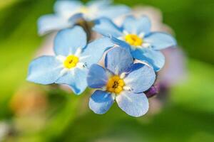 lindo selvagem Não me esqueça myosotis flor Flor flores dentro Primavera tempo. fechar acima macro azul flores, seletivo foco. inspirado natural floral florescendo verão jardim ou parque. foto