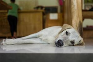 um cachorro relaxado em um café foto