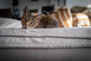 um gato de savana fofo em um sofá