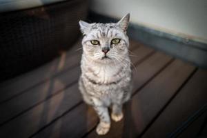 um gato de pêlo curto britânico fofo foto