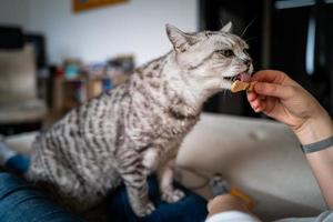 um gato de pêlo curto britânico fofo sendo alimentado foto