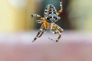 aracnofobia medo do aranha mordida conceito. macro fechar acima aranha em teia de aranha aranha rede em natural borrado fundo. vida do insetos. Horror assustador assustador bandeira para dia das Bruxas. foto