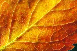 closeup outono queda extrema macro textura vista de vermelho laranja verde folha de madeira folha de árvore brilho no fundo do sol. papel de parede de outubro ou setembro de natureza inspiradora. mudança de conceito de estações. foto