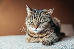 engraçado retrato arrogante gato malhado doméstico de cabelos curtos relaxante em casa. gatinho adorável membro da família jogando indoor. saúde de cuidados com animais de estimação e conceito animal. foto