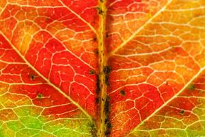 closeup outono queda extrema macro textura vista de vermelho laranja verde folha de madeira folha de árvore brilho no fundo do sol. papel de parede de outubro ou setembro de natureza inspiradora. mudança de conceito de estações. foto