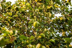 perfeito vermelho verde maçã crescendo em árvore dentro orgânico maçã Pomar. outono outono Visão em país estilo jardim. saudável Comida vegano vegetariano bebê dieta conceito. local jardim produzir limpar \ limpo Comida. foto