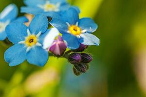 lindo selvagem Não me esqueça myosotis flor Flor flores dentro Primavera tempo. fechar acima macro azul flores, seletivo foco. inspirado natural floral florescendo verão jardim ou parque. foto