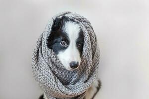 engraçado estúdio retrato do fofa sorrindo cachorro cachorro fronteira collie vestindo caloroso roupas cachecol por aí pescoço interior às casa foto