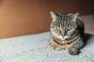 engraçado retrato arrogante gato malhado doméstico de cabelos curtos relaxante em casa. gatinho adorável membro da família jogando indoor. saúde de cuidados com animais de estimação e conceito animal. foto