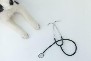 patas de cachorrinho border collie e estetoscópio isolado no fundo branco. cachorrinho na recepção no médico veterinário na clínica veterinária foto