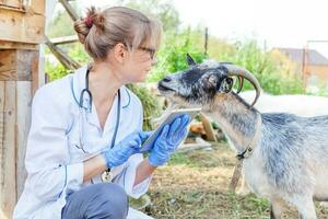 jovem veterinária com computador tablet examinando cabra no fundo do rancho. médico veterinário verifique cabra na fazenda ecológica natural. cuidados com animais e conceito de pecuária ecológica. foto