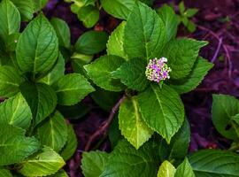 hortênsia flores ou hortênsia macrophylla dentro a jardim. foto