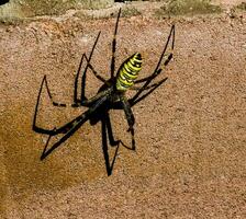 argiope bruennichi, vespa aranha. ele espera para dele vítima com dele líquido. colorida amarelo, preto, branco, laranja predatório aranha. foto