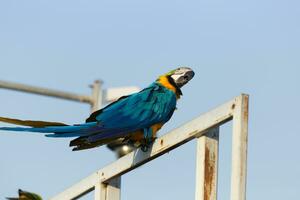 fechar acima do colorida escarlate arara papagaio animal poleiro em poleiro ramo com azul Claro céu fundo foto
