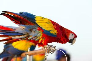 fechar acima do colorida escarlate azul e ouro arara papagaio animal poleiro em poleiro ramo com azul Claro céu fundo foto