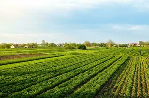uma lindo Visão do campo panorama do a batata Campos do sulista Ucrânia. indústria agrícola e agronegócio. orgânico agricultura. colheita a primeiro batata plantio. agricultura e agro indústria foto