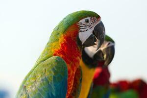 fechar acima do colorida escarlate azul e ouro arara papagaio animal poleiro em poleiro ramo com azul Claro céu fundo foto