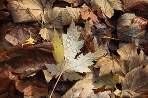folhas de outono da floresta foto