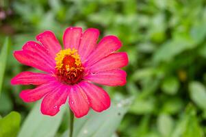 zínias florescendo no jardim. esta flor tem uma coroa de flores muito fina e dura, semelhante a uma folha de papel. zinia consiste em 20 espécies de plantas foto