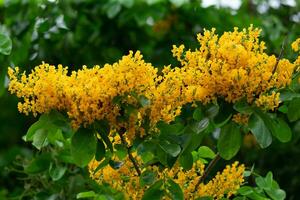 pterocarpus indicus amarelo flor florescendo dentro verão, dentro Tailândia chamado pradoo isto é uma ampla decíduo árvore. foto
