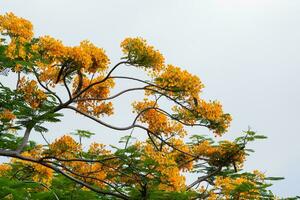 a real Poinciana árvore tem uma comum nome dentro a tailandês linguagem. a chama é uma ampla perene plantar. decíduo dentro a seco estação a coroa é largo, a flores estão muitos, Sombrio amarelo, laranja, vermelho. foto