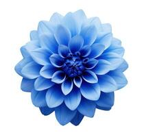 azul dália flor isolado foto