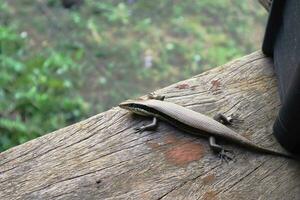 a muitos forrado ou comum Sol skink lagarto em uma de madeira fundo com natural claro. foto