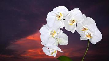 phalaenopsis branca no fundo do céu escuro foto