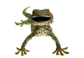 tokay gecko em fundo branco foto