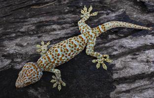 tokay gecko se agarra a uma árvore em um fundo verde desfocado foto