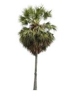 palmeiras de açúcar ou palmeira toddy isolada no fundo branco. foto