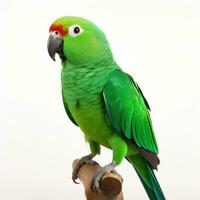 verde papagaio isolado em branco fundo. generativo ai foto