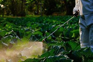 jardineiro com roupa de proteção pulveriza fertilizante e inseticida em uma enorme planta de repolho foto