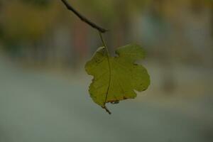 solteiro amarelo murchando folha em uma árvore foto