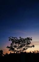 lindo Visualizações do azul e laranja céu e árvore silhuetas foto