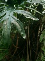 verde plantar com chuva foto